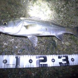 パワーイソメでシーバス